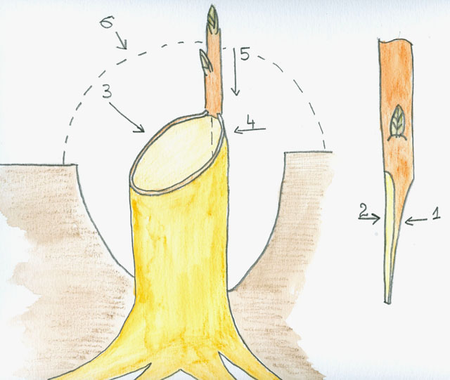 Brochet4.jpg