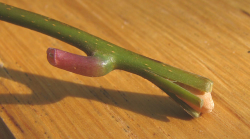 Kiwi4.jpg