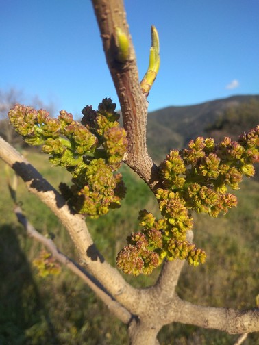 Pistachier-floraison-plant-male.jpg