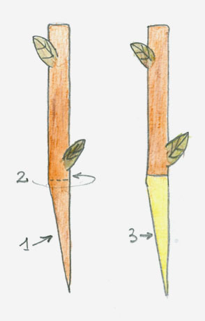 Brochet1.jpg