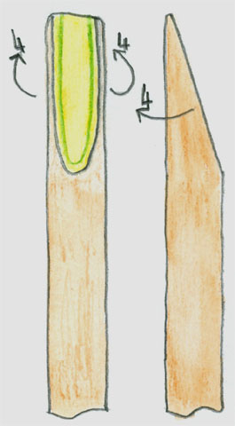 Brochet2.jpg